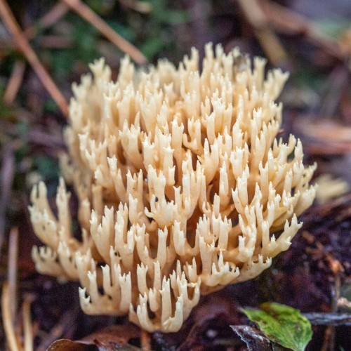 Ramaria sp.
