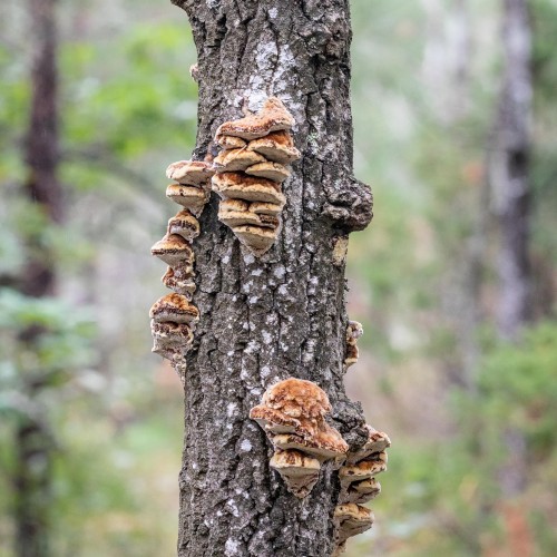 Inocutis rheades