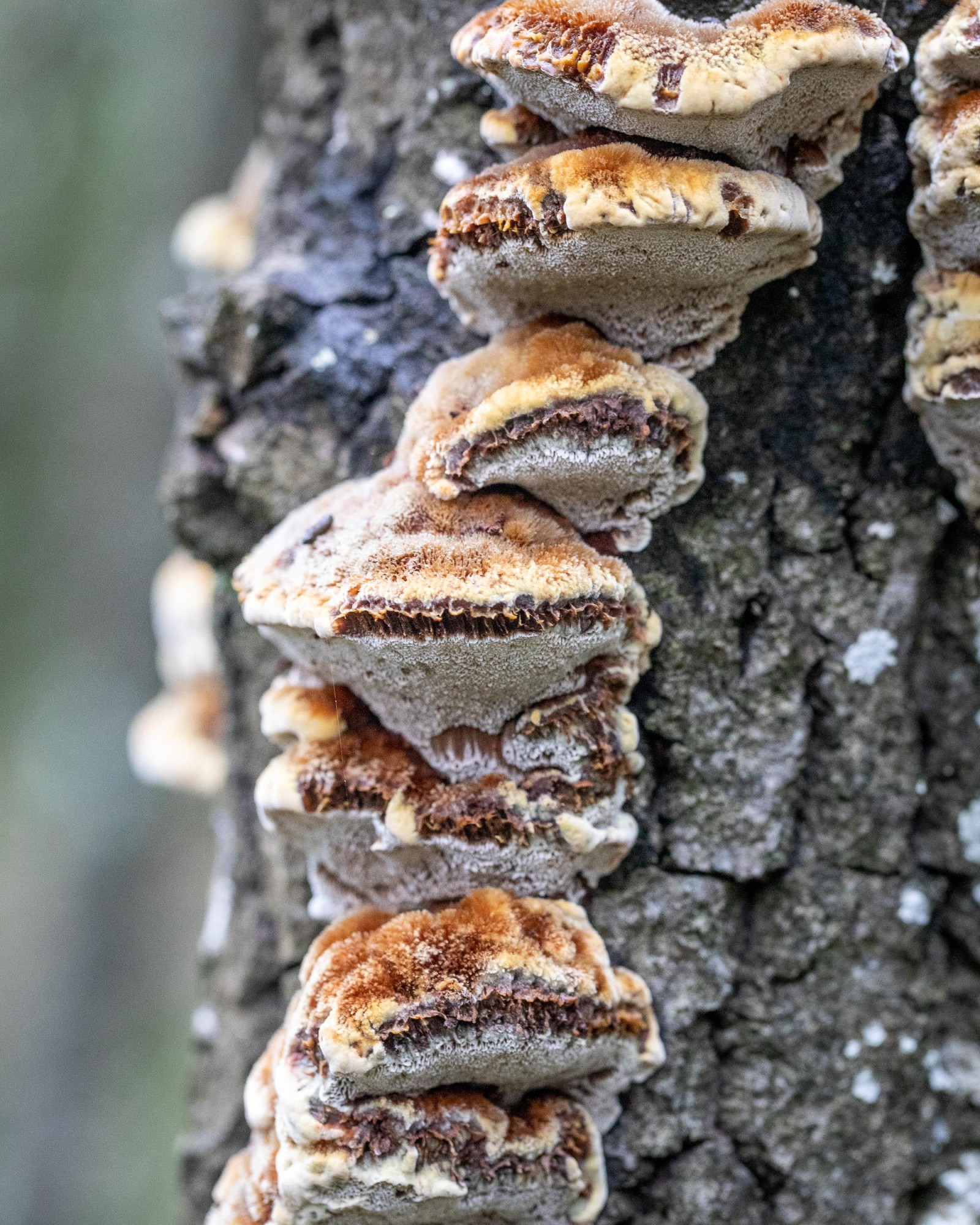 Inocutis rheades