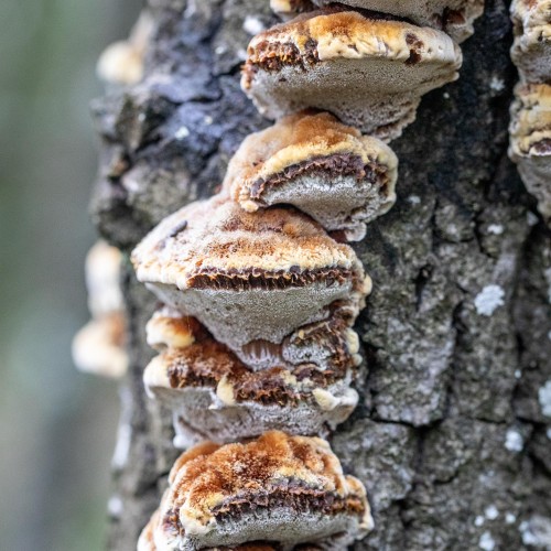 Inocutis rheades