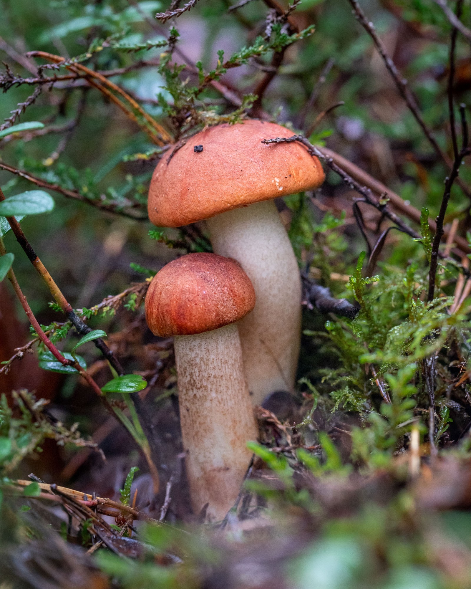 Leccinum sp.