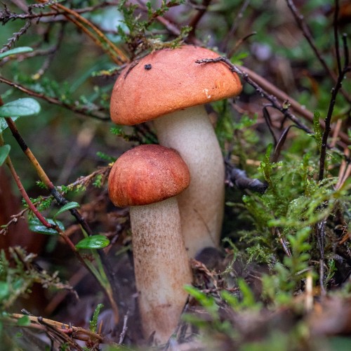 Leccinum sp.