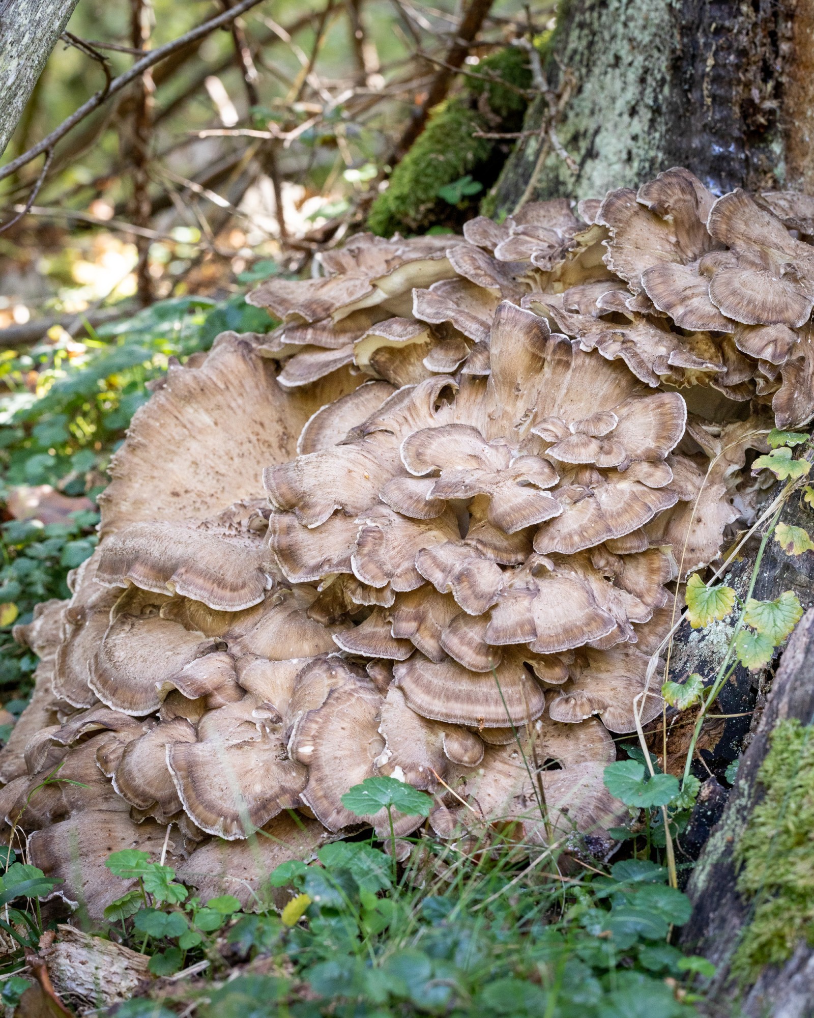 Grifola frondosa
