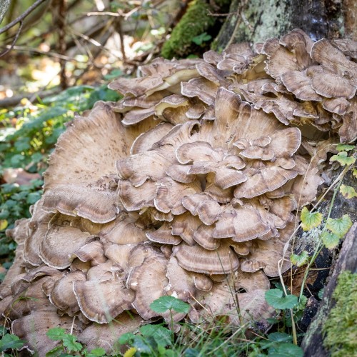 Grifola frondosa