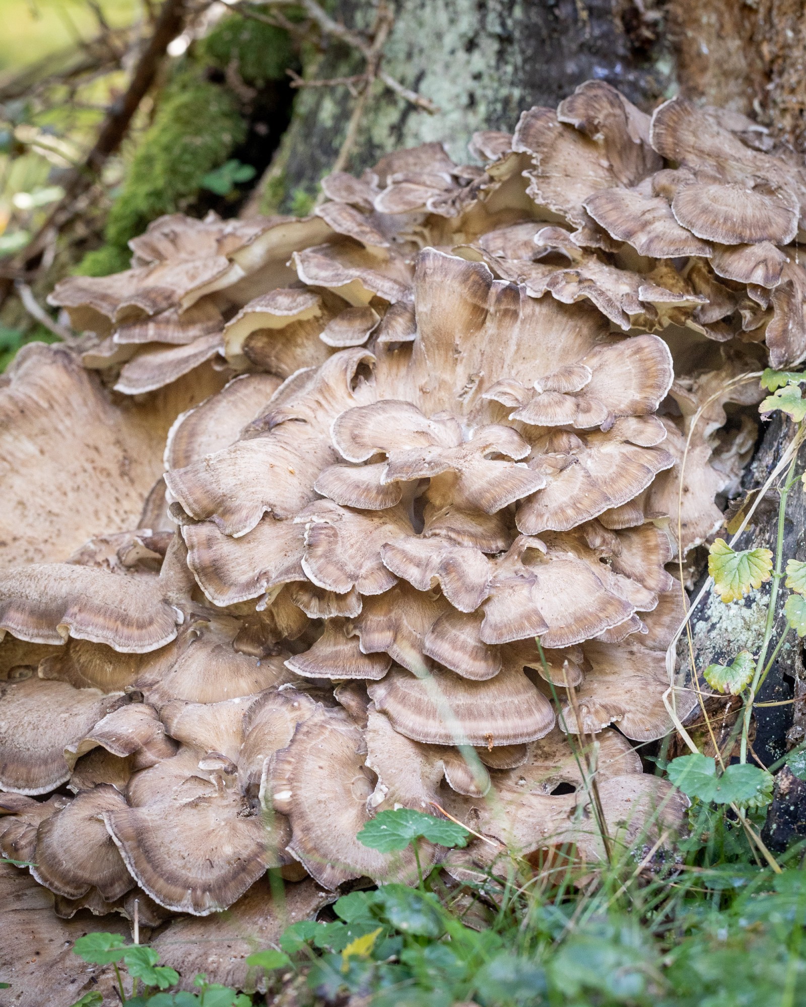 Grifola frondosa