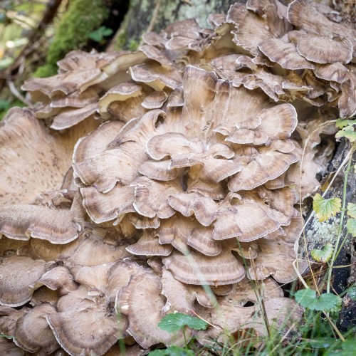 Grifola frondosa