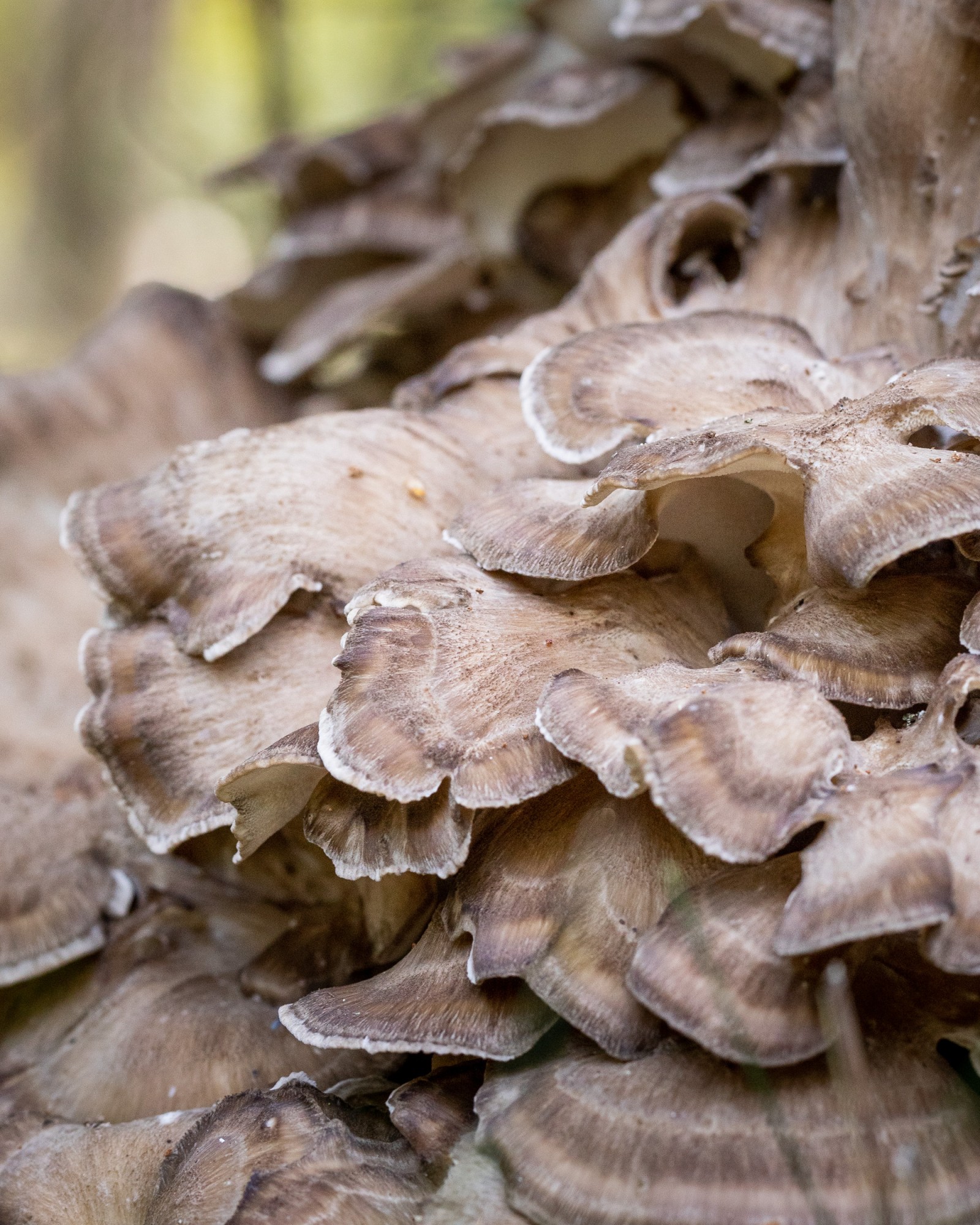 Grifola frondosa