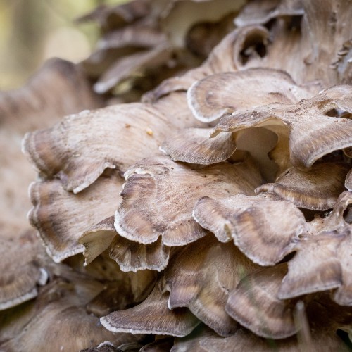 Grifola frondosa