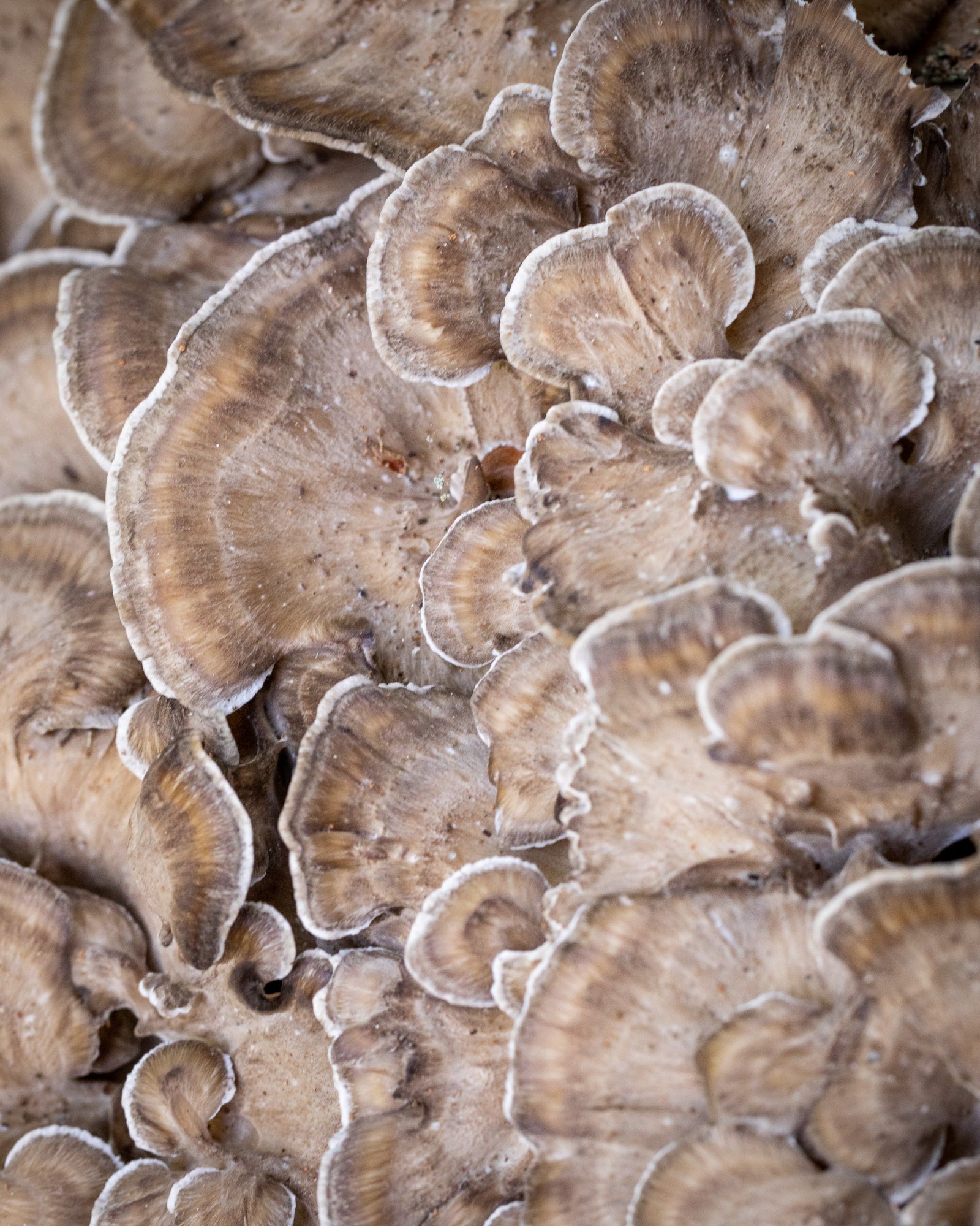 Grifola frondosa