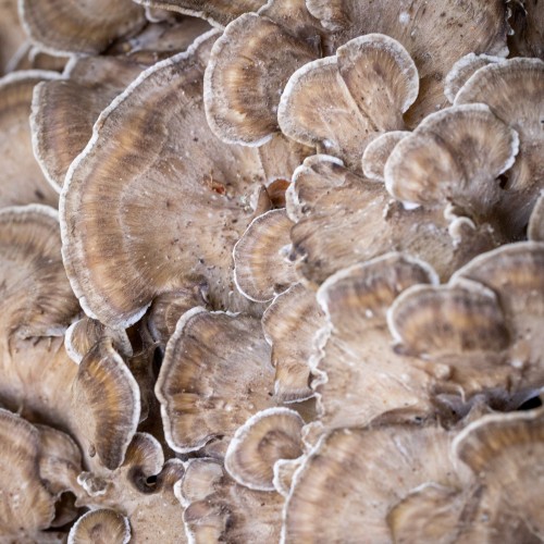 Grifola frondosa