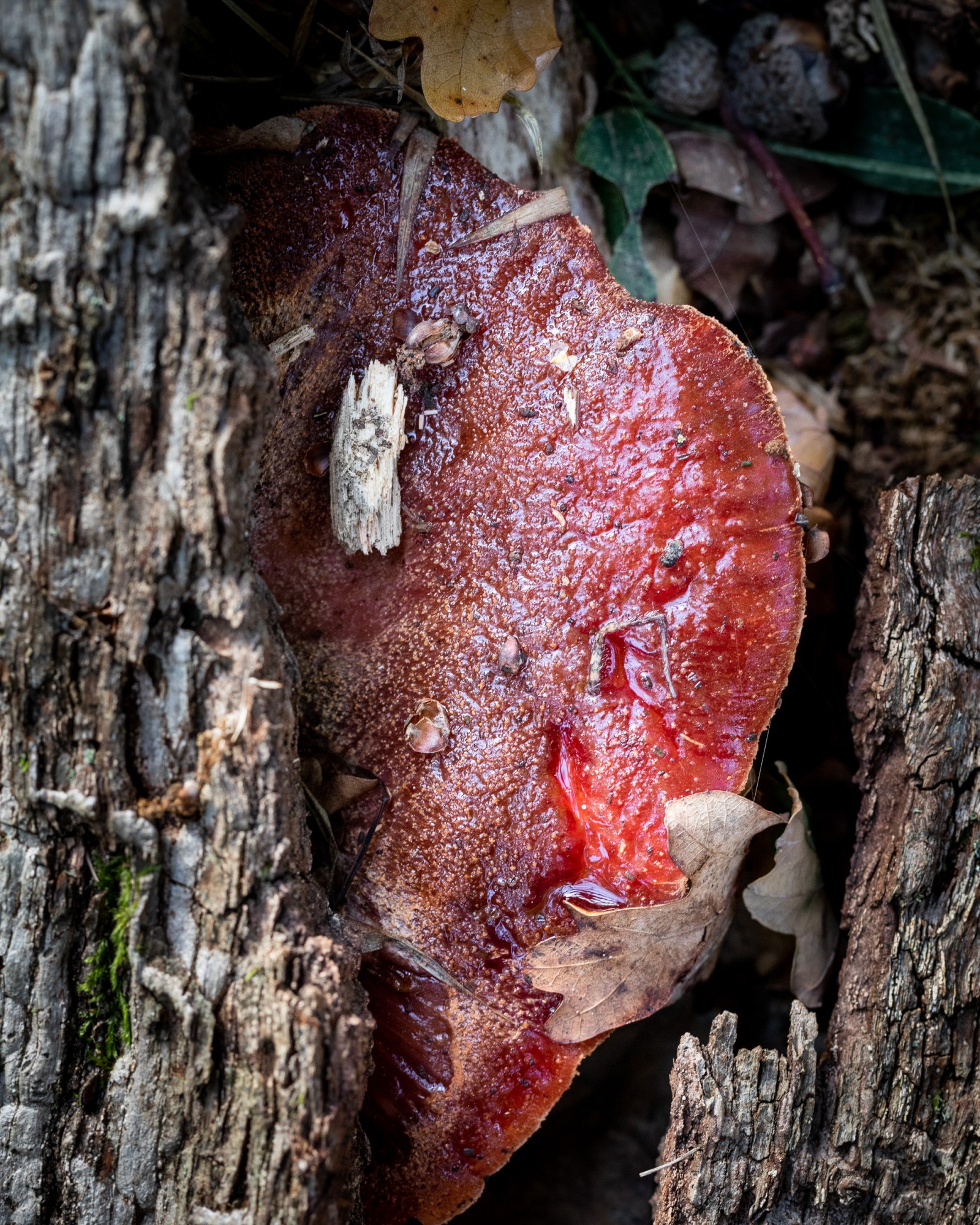 Fistulina hepatica