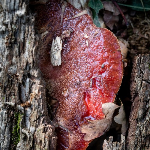 Fistulina hepatica