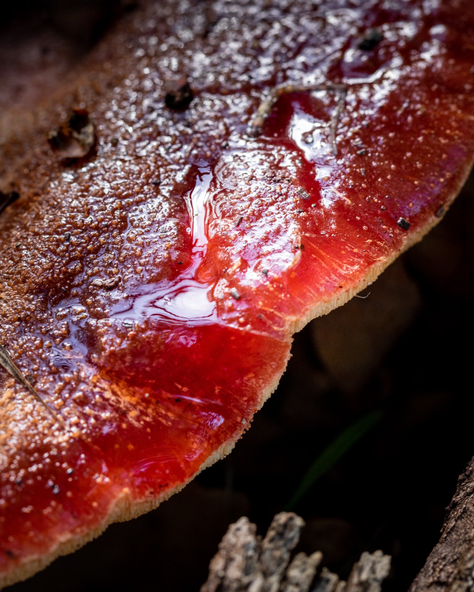 Fistulina hepatica