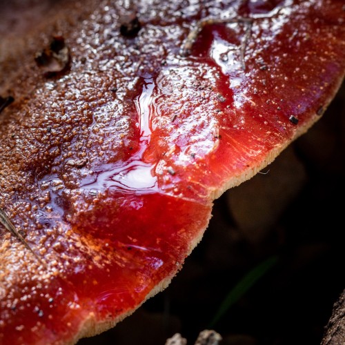Fistulina hepatica