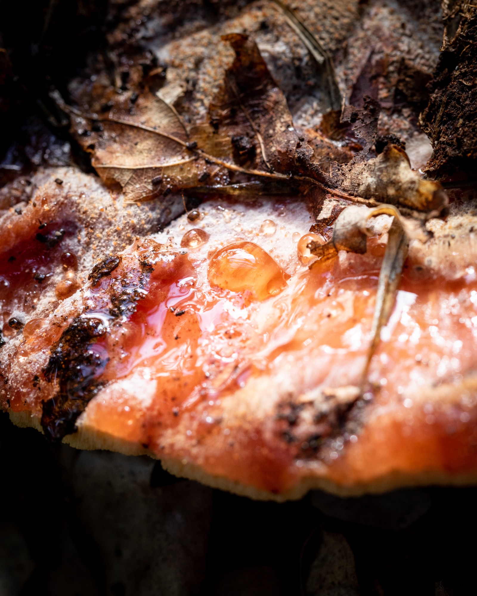 Fistulina hepatica