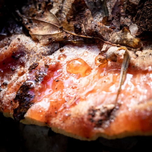 Fistulina hepatica