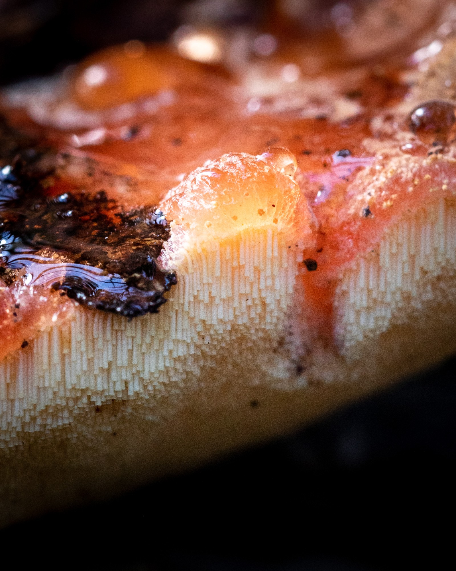 Fistulina hepatica
