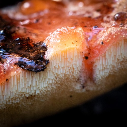 Fistulina hepatica