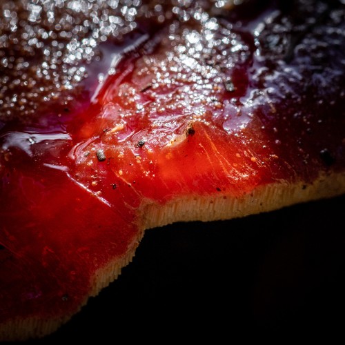 Fistulina hepatica