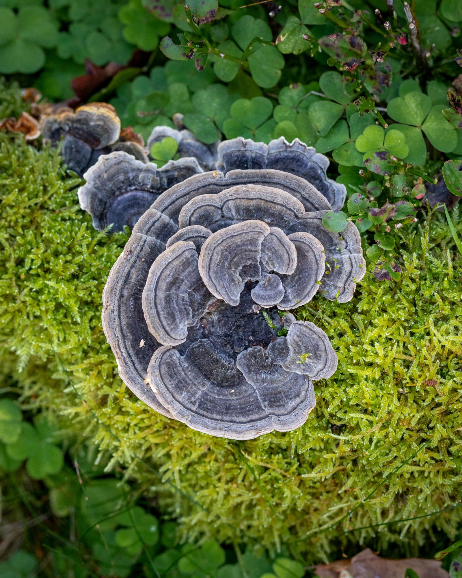 Trametes versicolor