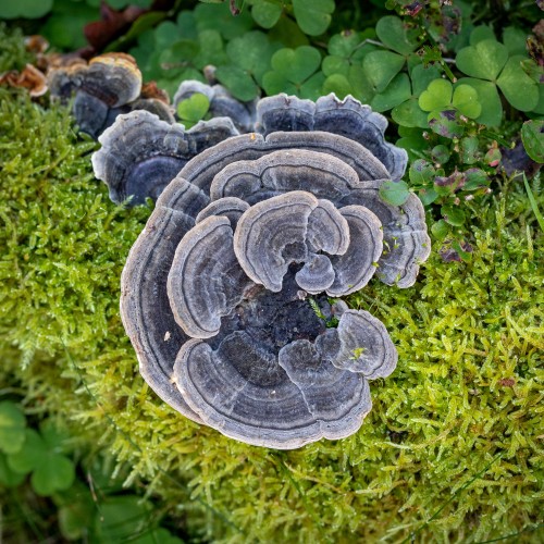 Trametes versicolor