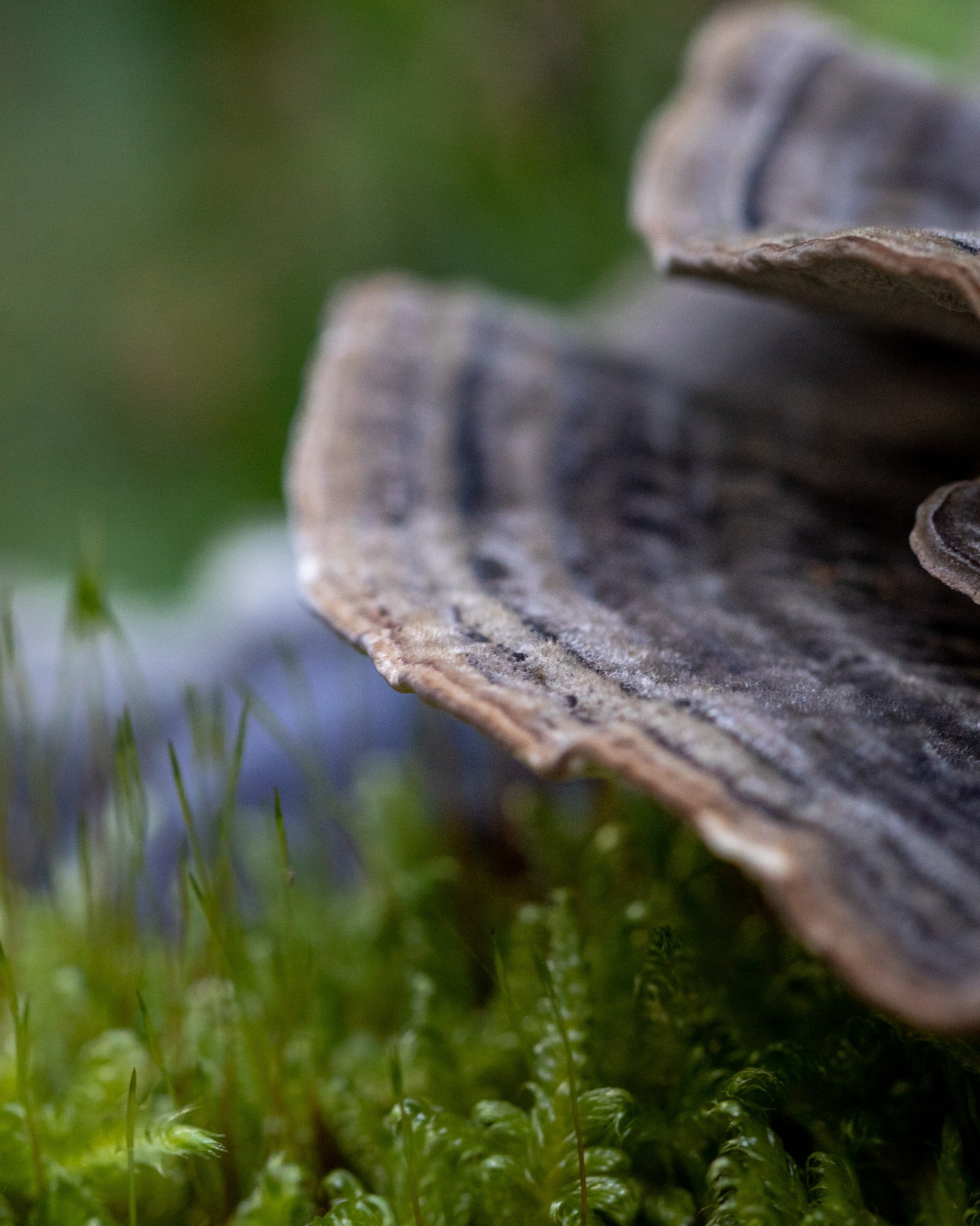 Trametes versicolor