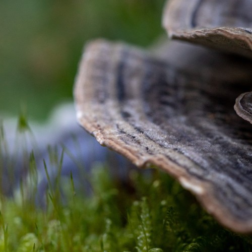 Trametes versicolor