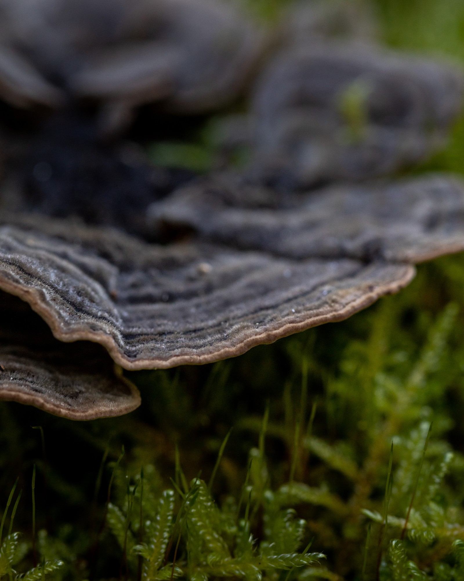 Trametes versicolor