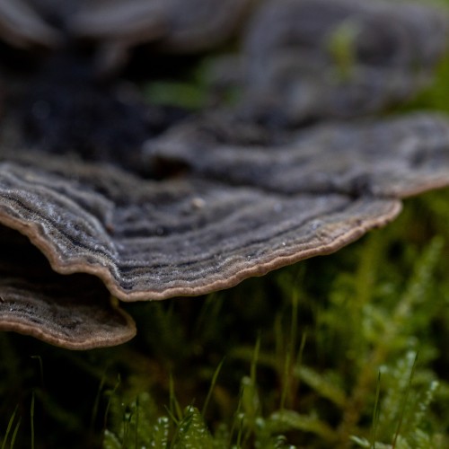 Trametes versicolor