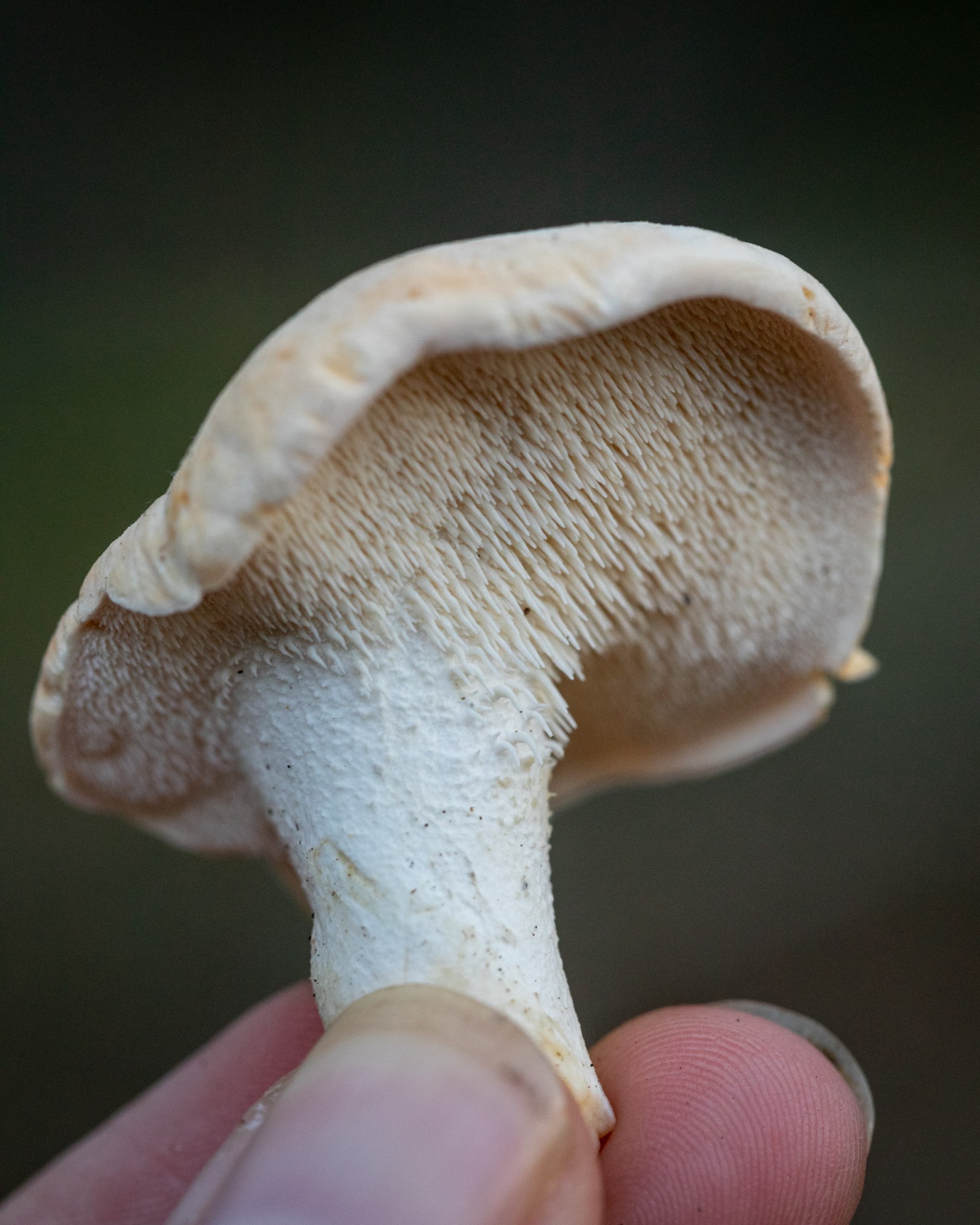 Hydnum repandum