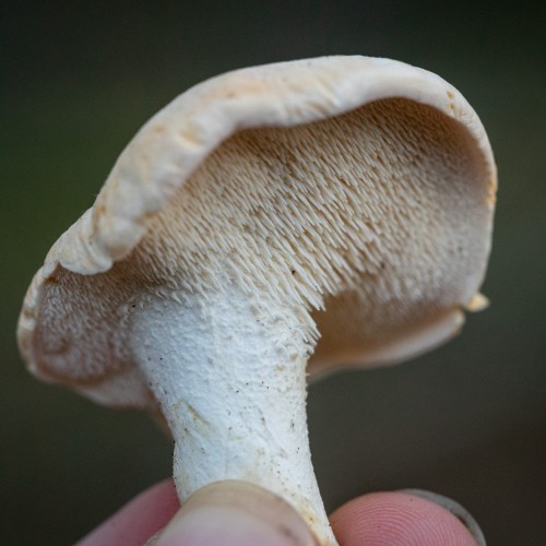Hydnum repandum