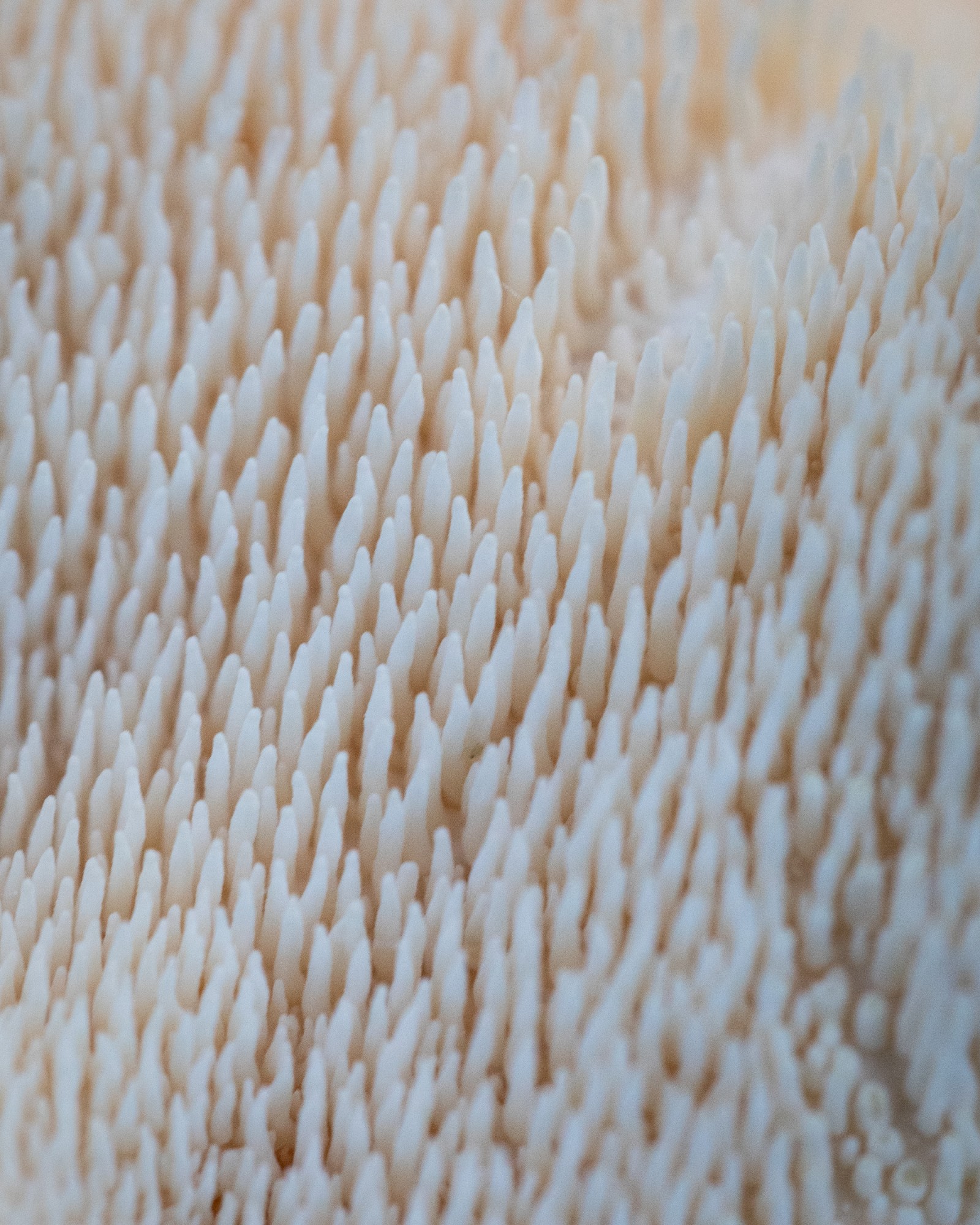 Hydnum repandum