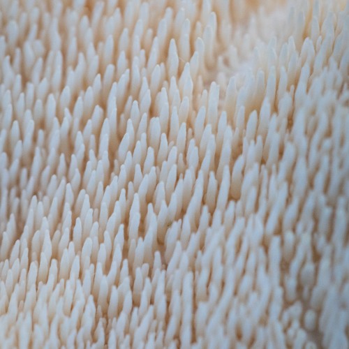Hydnum repandum