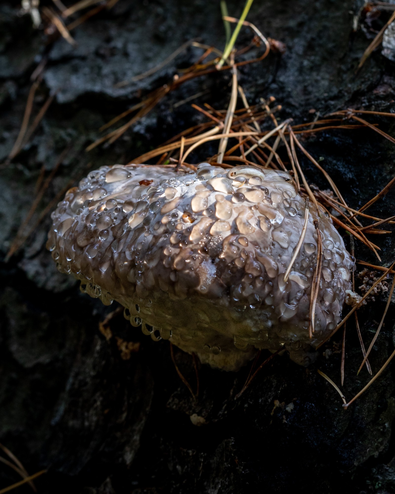 Fomitopsis pinicola