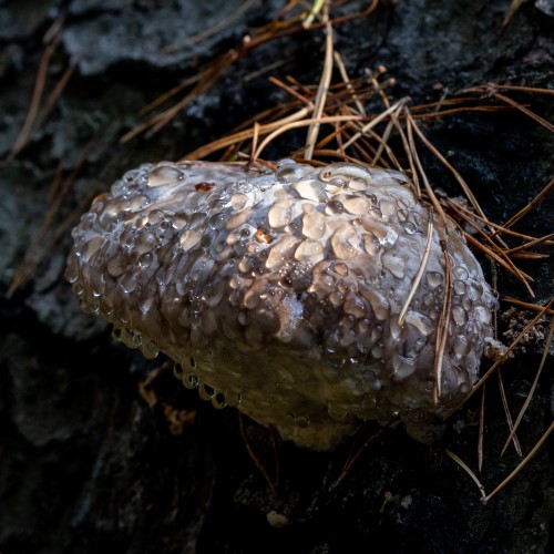 Fomitopsis pinicola