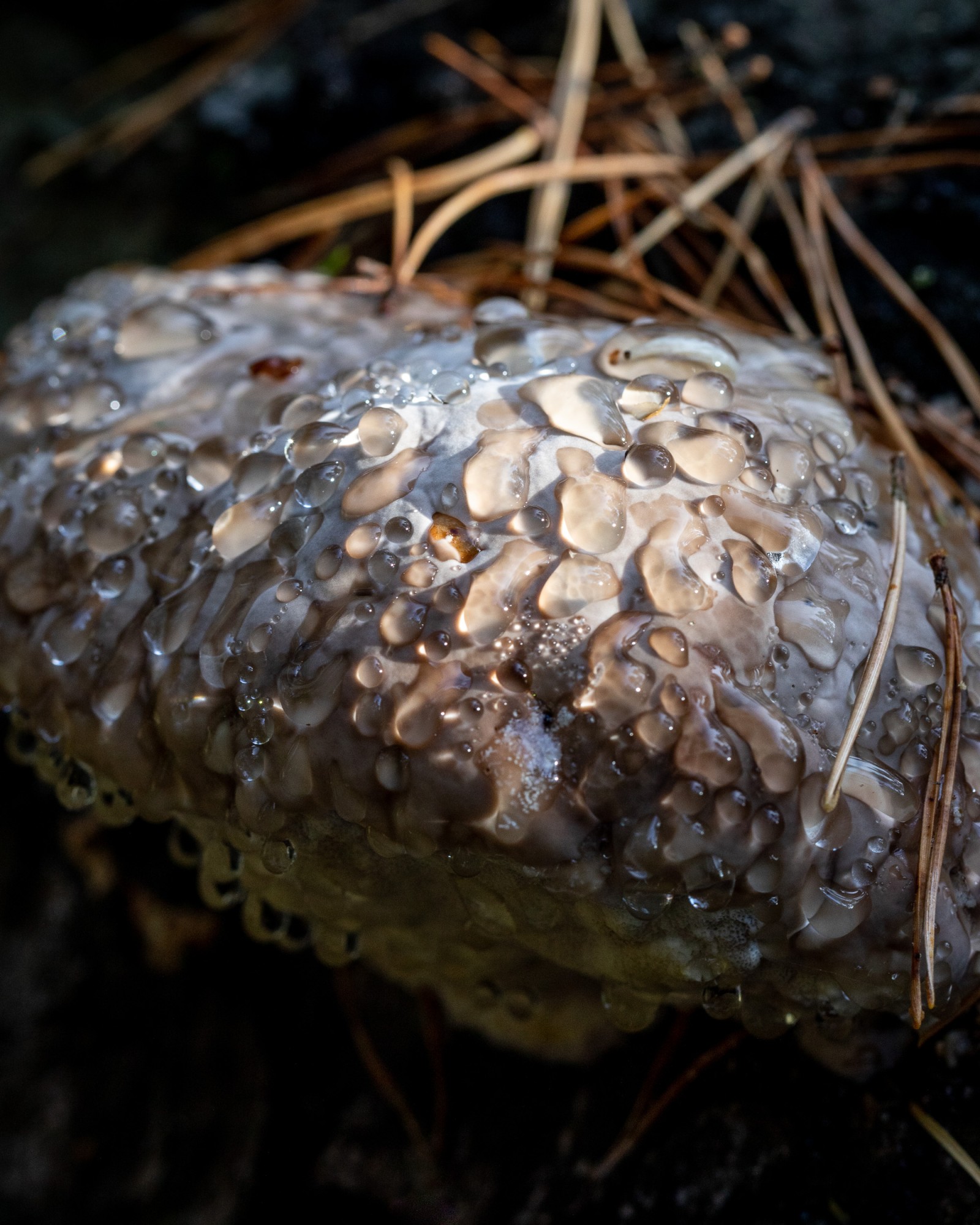 Fomitopsis pinicola