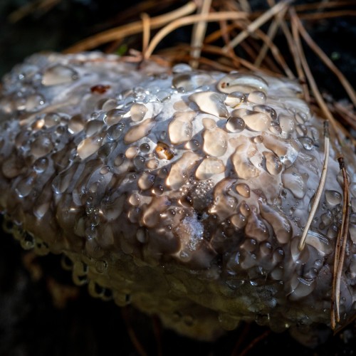 Fomitopsis pinicola