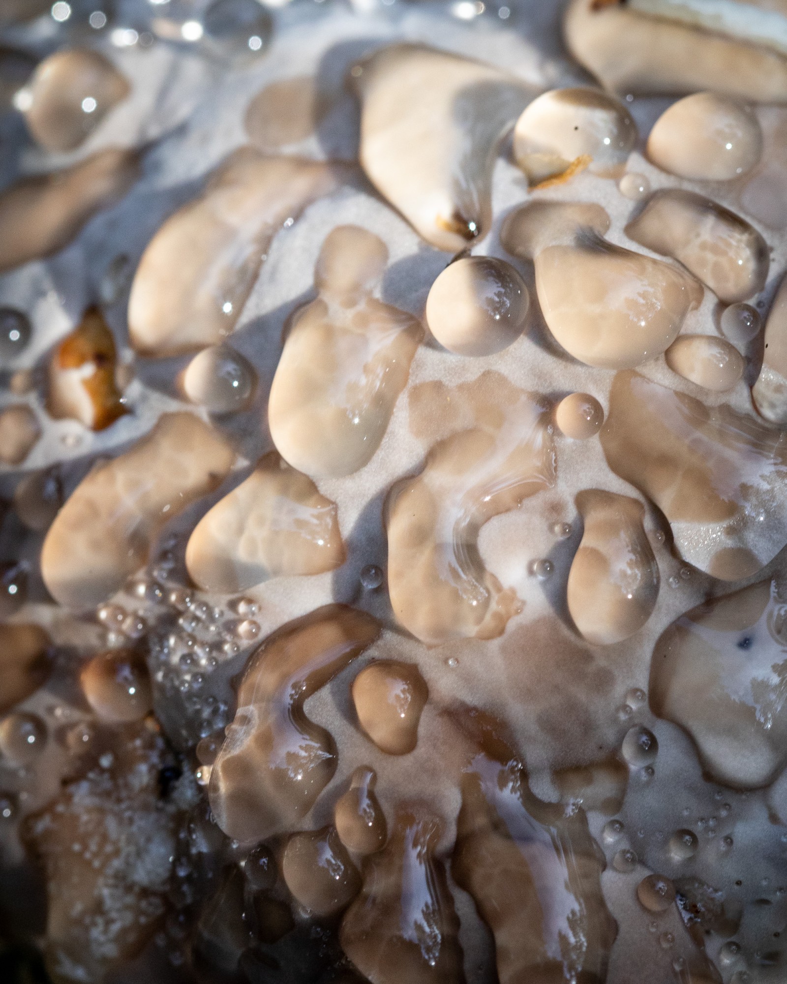Fomitopsis pinicola