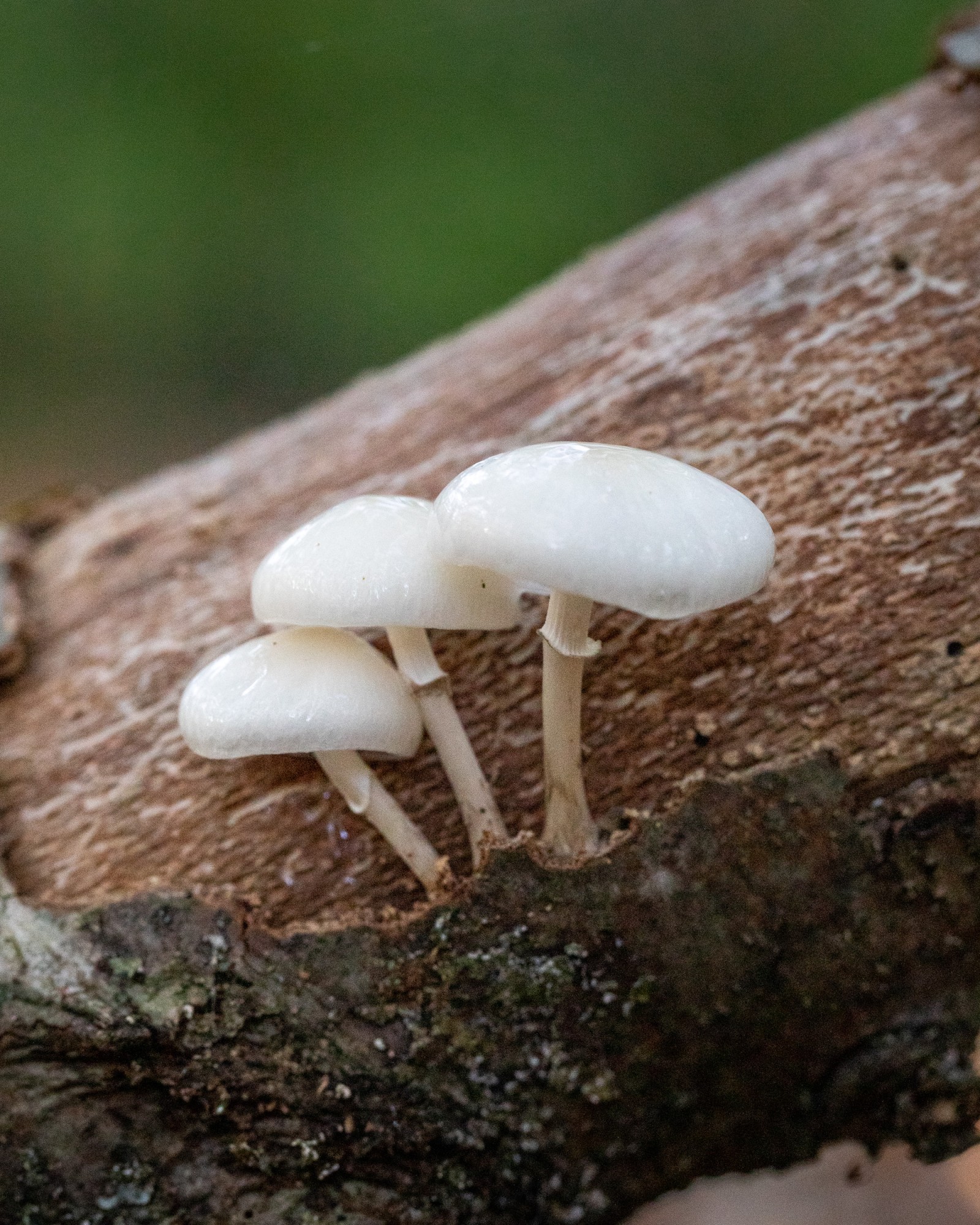 Mucidula mucida
