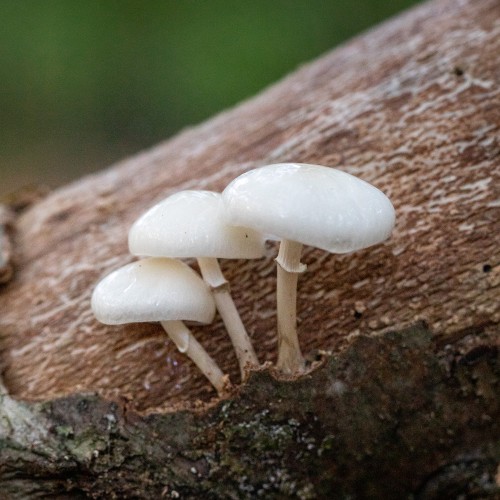 Mucidula mucida