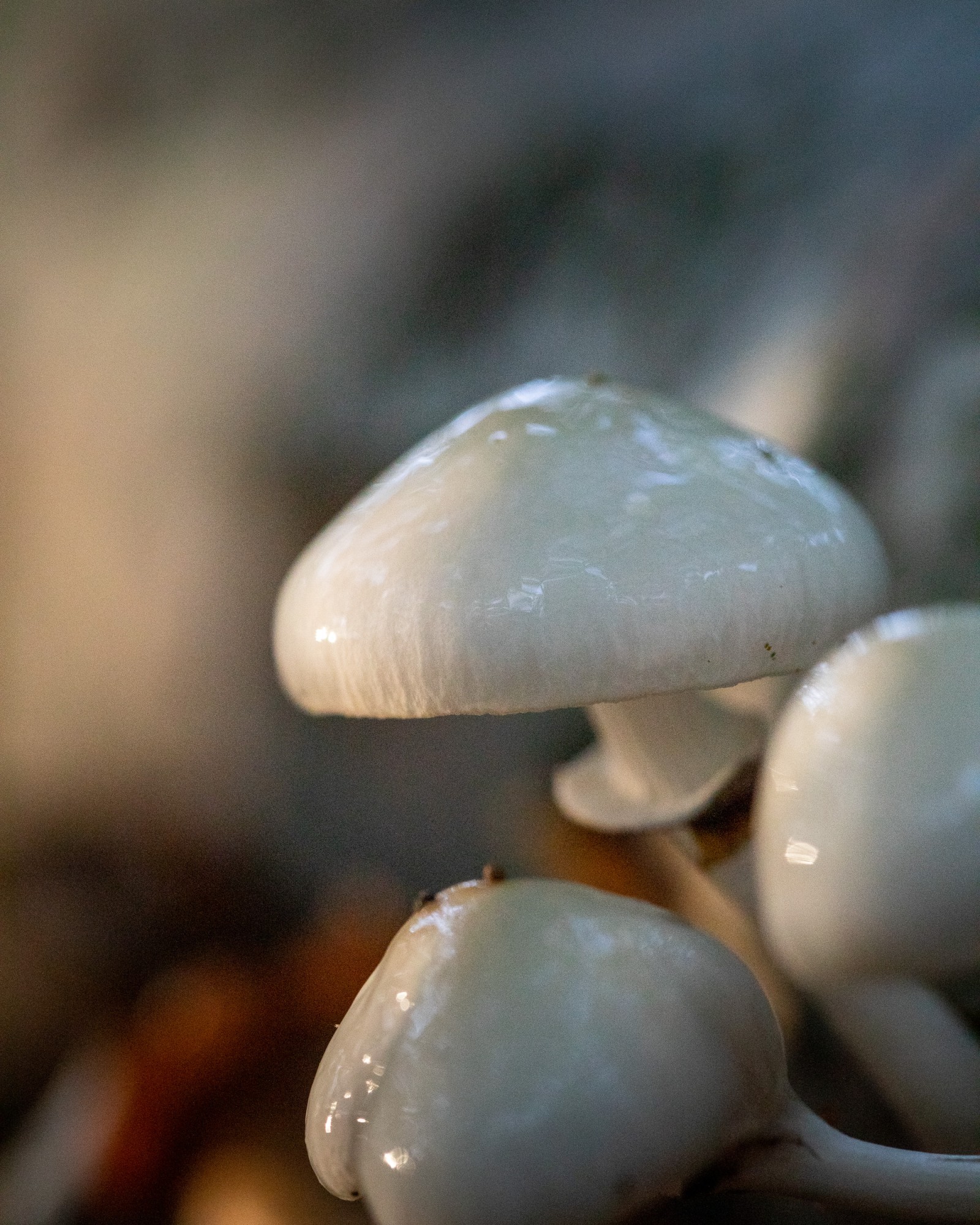 Mucidula mucida