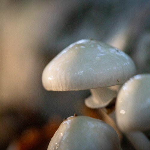 Mucidula mucida