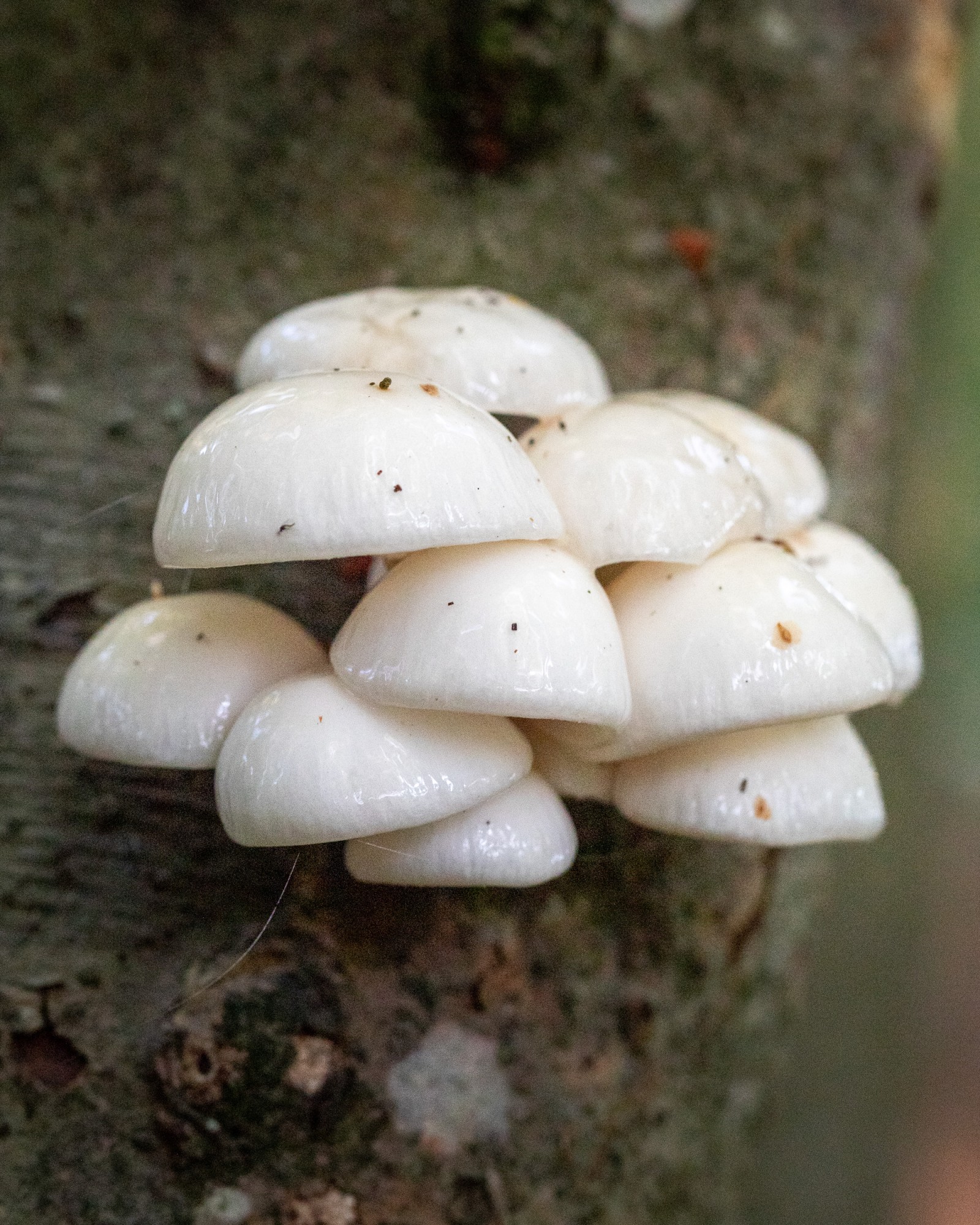 Mucidula mucida