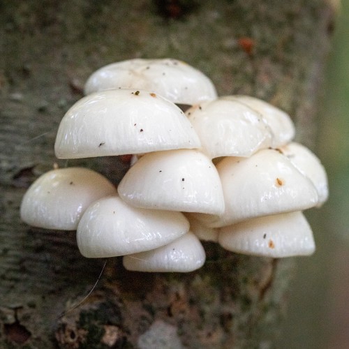 Mucidula mucida