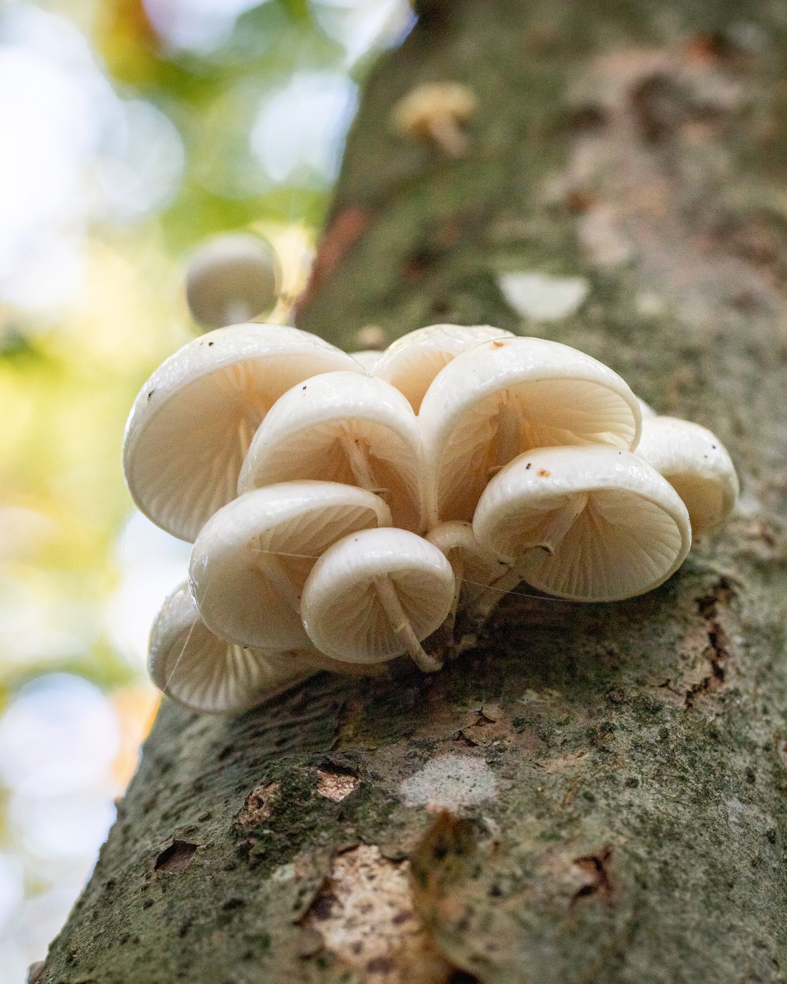 Mucidula mucida