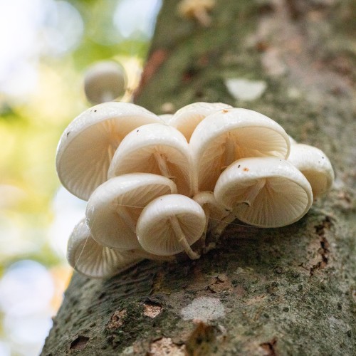 Mucidula mucida