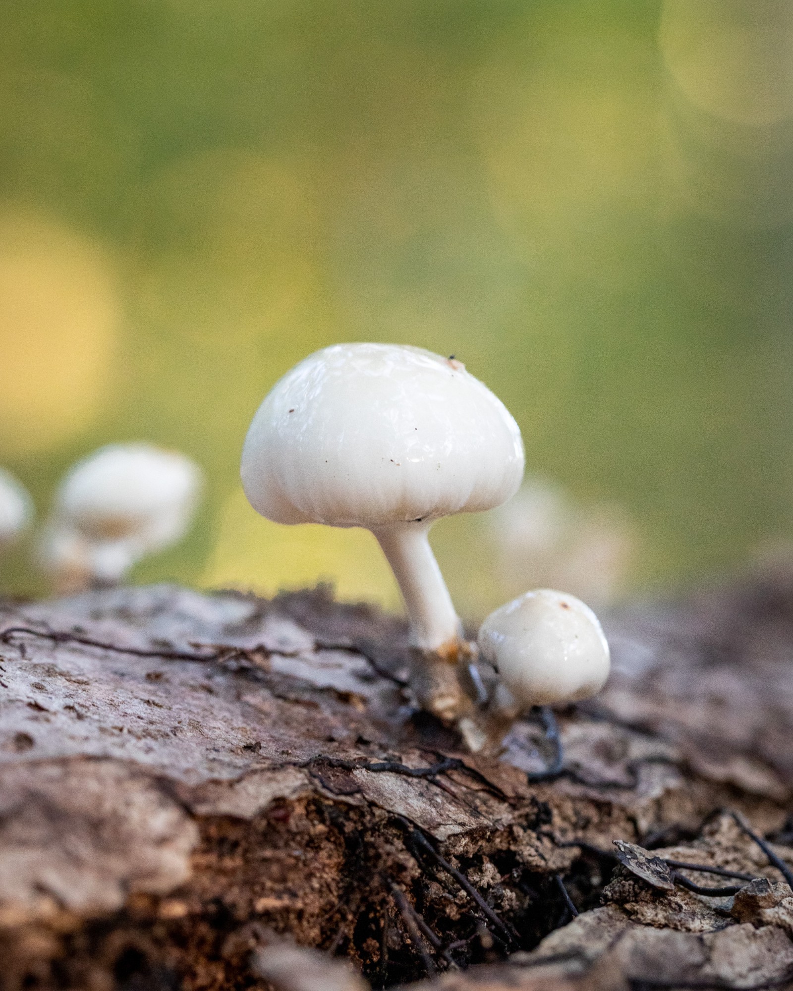 Mucidula mucida