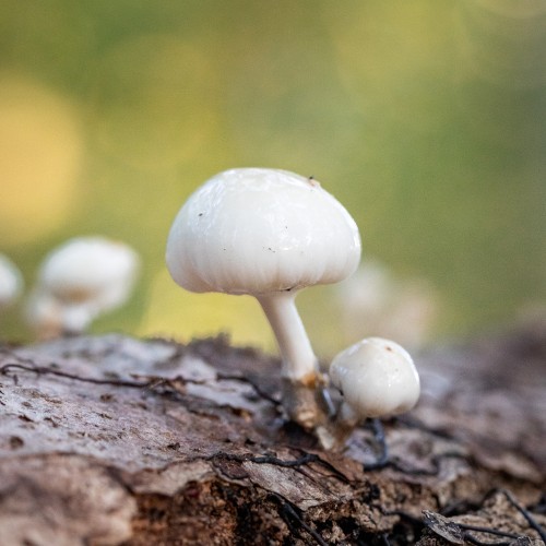 Mucidula mucida