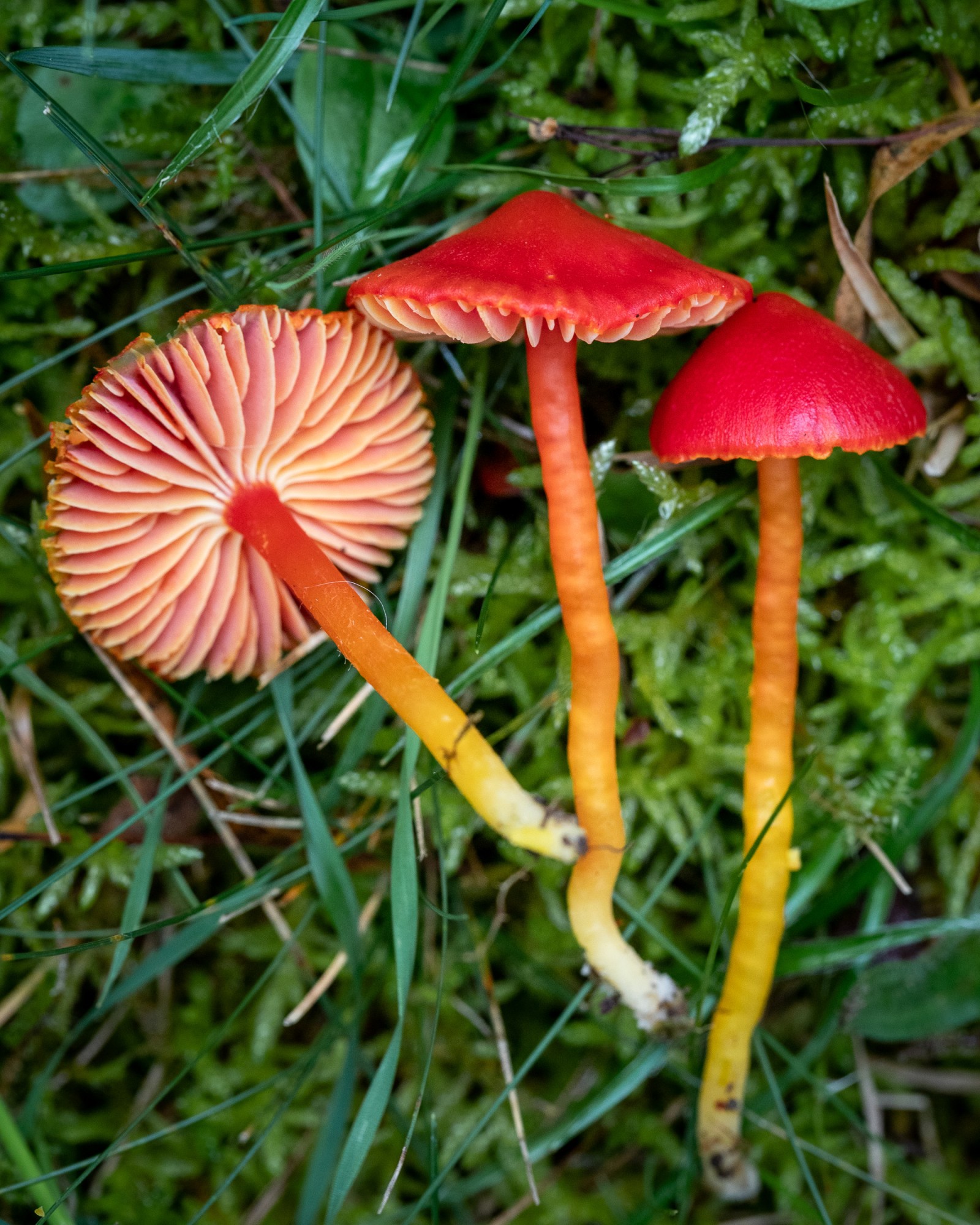 Hygrocybe coccinea