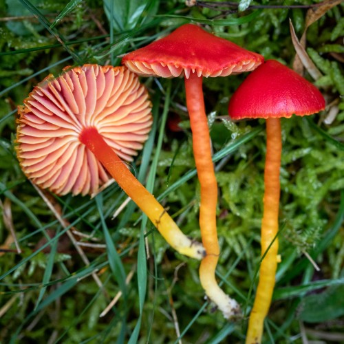 Hygrocybe coccinea